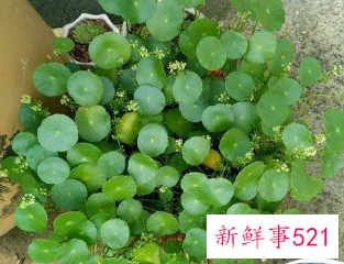 二十种适合室内养花