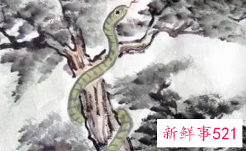 属蛇的几日出生最好命