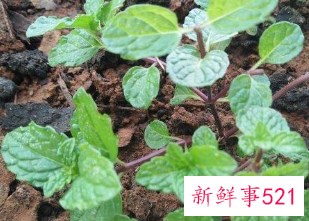 二十种适合室内养花