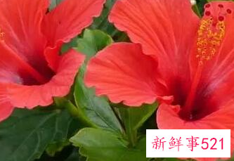 家里最不能养的花