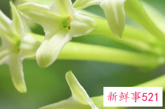 家里最不能养的花