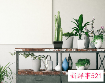 二十种适合室内养花