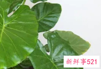 家里最不能养的花