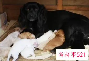 女人梦到狗预示着什么周公解梦