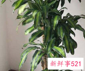 二十种适合室内养花