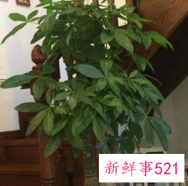 二十种适合室内养花