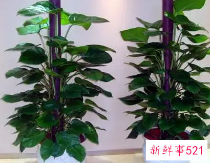 办公室的植物怎么摆放风水会好