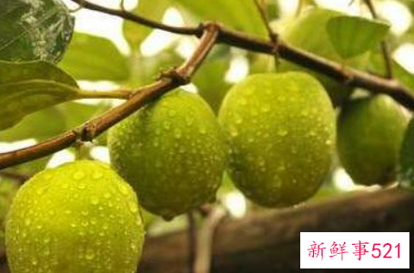 孕妇可以吃青枣吗