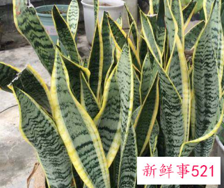 二十种适合室内养花