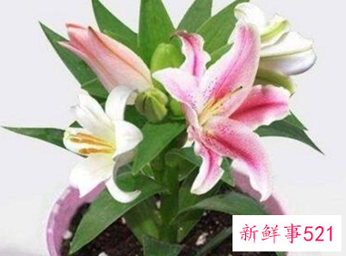 世界上最吉利好运的花鸿运当头花