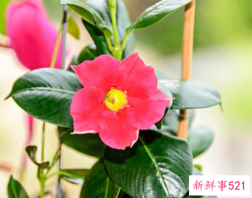 红蝉花不开花了怎么办