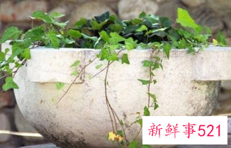 二十种适合室内养花