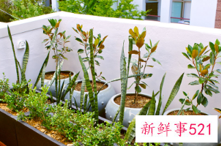 二十种适合室内养花