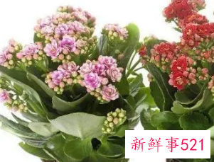 家里最不能养的花