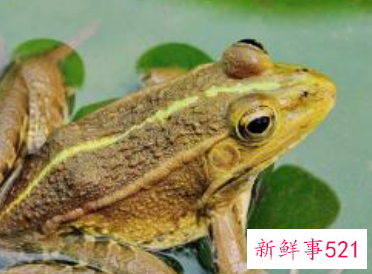 梦见青蛙在水里游是什么意思