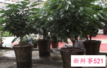 平安树的叶子怎么养绿