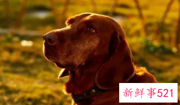 2022年下半年属狗发大财