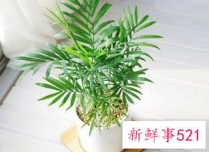 二十种适合室内养花