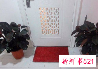 二十种适合室内养花