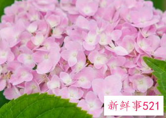 家里最不能养的花