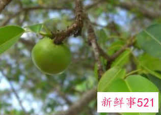 世界上最毒的树是什么树