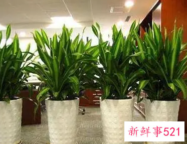 办公室的植物怎么摆放风水会好
