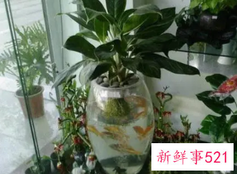 二十种适合室内养花