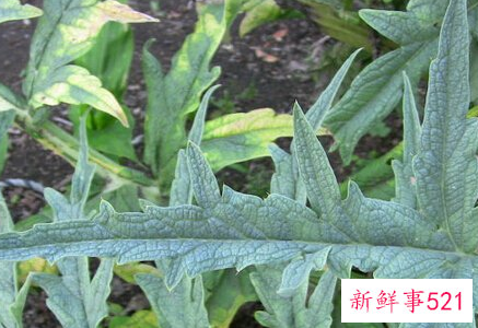 大叶菜的功效与作用禁忌