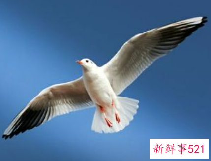 梦见天空好多大鸟在飞