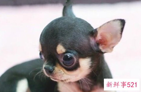 吉娃娃吃什么好