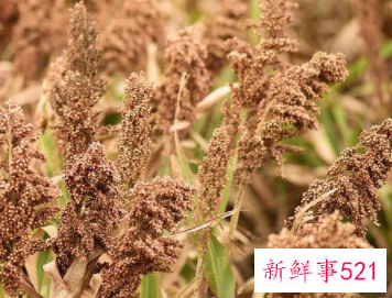 长期大量吃高粱米危害