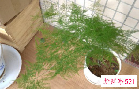 冬天文竹怎么养才能更旺盛