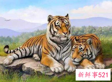 2022年属虎的小人是谁