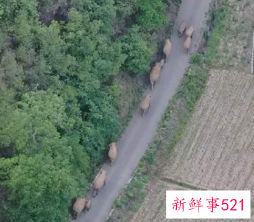 云南离群独象与象群距离增至10公里