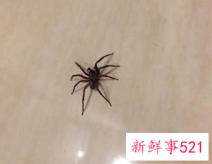 家里有蜘蛛表示吉祥吗