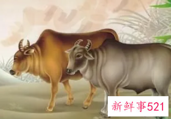 属牛女每月运势