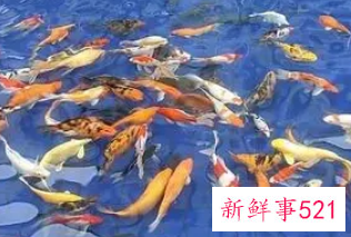 梦到鱼和钱是什么征兆