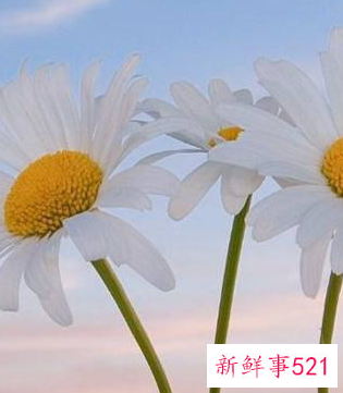 寓意好运的微信头像