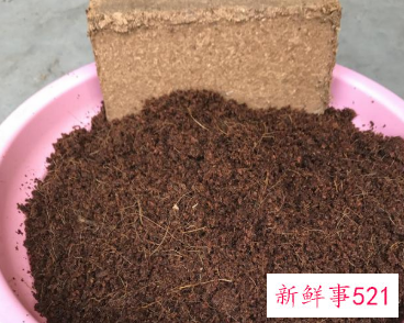 千叶吊兰开花吗