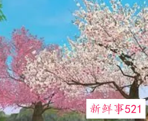 桃花在风水学怎么说