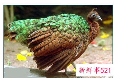 孔雀的特点和生活特征