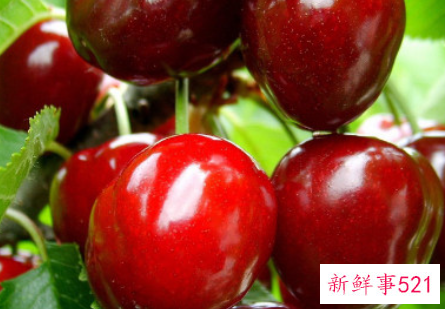 樱桃的寓意和象征