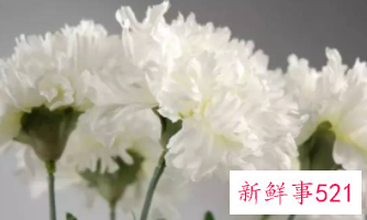 康乃馨的象征和花语