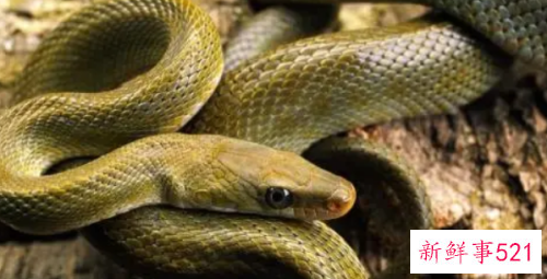 女人晚上梦见蛇好不好周公解梦