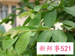 石榴叶泡水的功效与作用