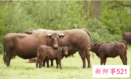 梦见轭有什么征兆