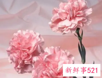 康乃馨适合送什么人