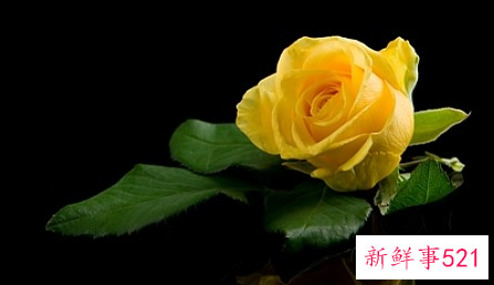 明财位放什么植物旺财又吉利