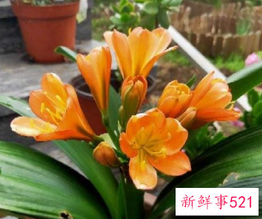 君子兰叶子发黄怎么办