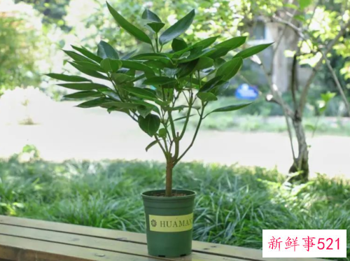 平安树的养殖方法和注意事项